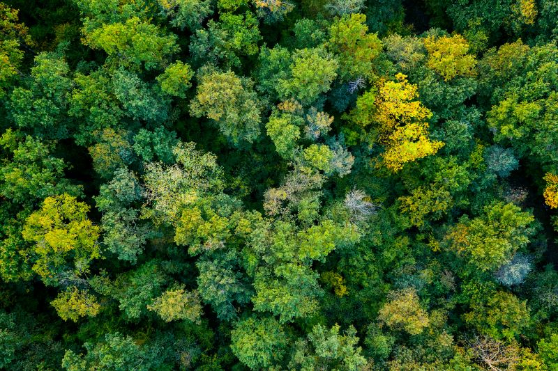 decarbonisation - aerial view of trees in forest